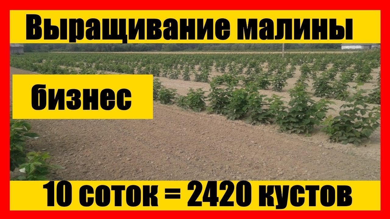 Схема посадки малины || Выращивание малины как бизнес ||  Бизнес идеи #малина #саженцы #ягода #рем
