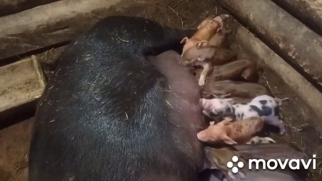 Агрессия свиноматки перед опоросом/Индоутки/Пироги смотреть онлайн