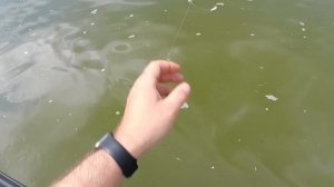 Ловля Донской селёдки!!!