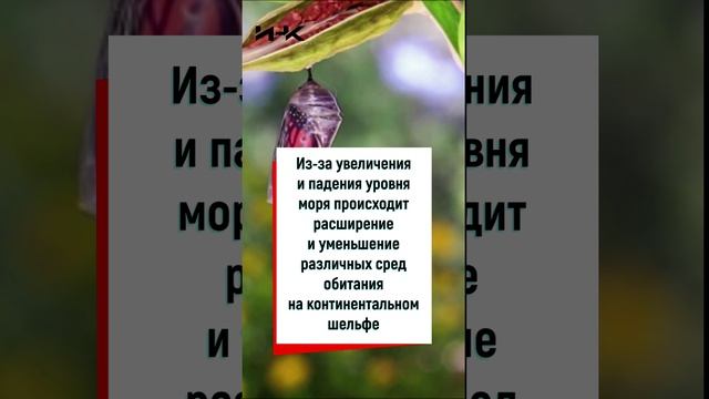 Эволюция жизни на Земле, эволюция, эволюция жизни, наука, Институт научных коммуникаций, #shorts