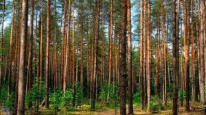 Боровое Казахстан Бурабай Путешествия и природа