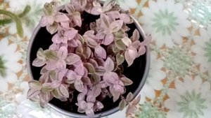 Комнатные цветы. Собираю посылку. Укоренение стробилантеса.