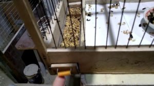 Канарейки ,кольцуем птенца !Кольцевания птиц