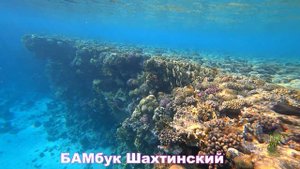 Шарм-Эль-Шейх /Риф отеля Continental Plaza Beach/ январь 2023г.