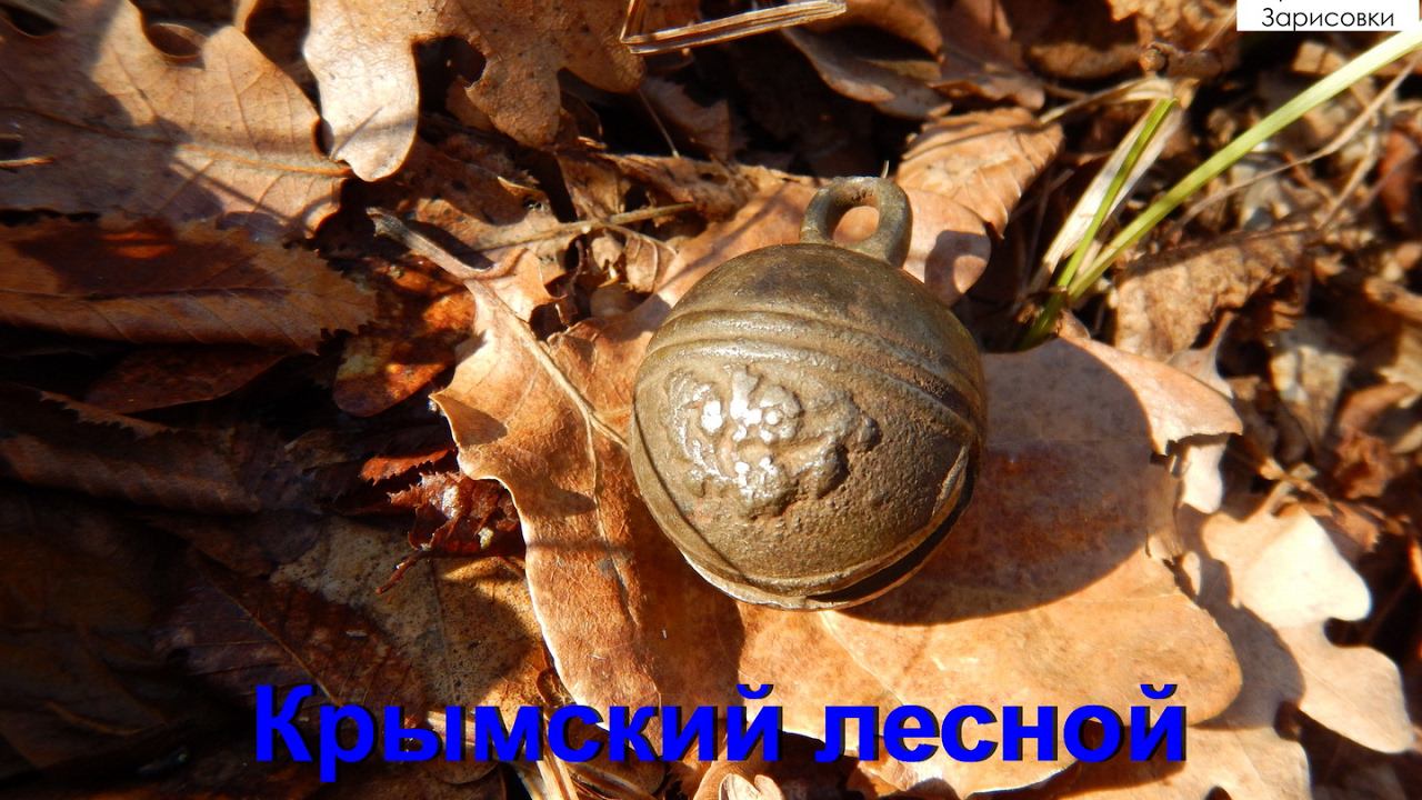Лесной коп в феврале на новом месте