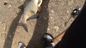 В этот раз на длинный поводок повеселее! Ловля леща на донки! Рыбалка на Оке!