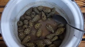 Կոնի մուրաբա  Варенье из сосновых шишек