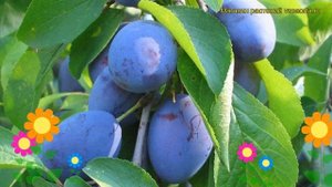 Слива Нарочь. Краткий обзор, описание характеристик, где купить саженцы prunus sp. Naroch