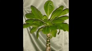 Бригамия Гавайская пальма дома выращивание и уход