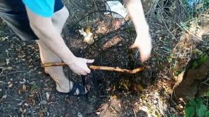 линь и сом на вершу