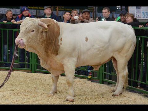 Бык породы Симментал. Показ мясного КРС. Выставка Золотая Осень-2015.
