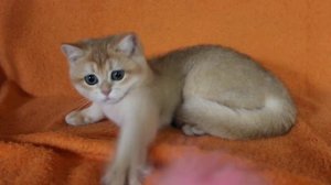 Британская золотая шиншила