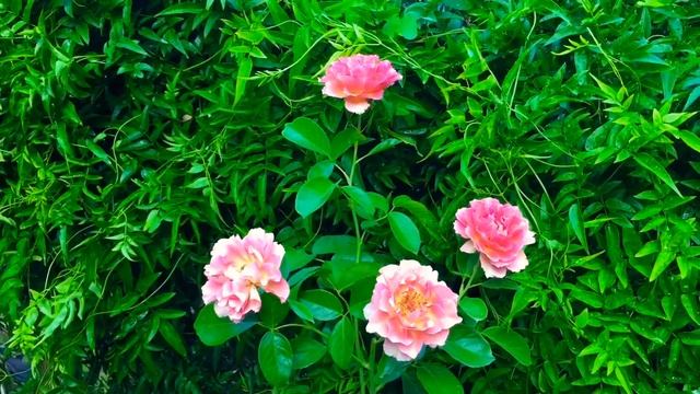 Rosa 'Parisienne' смотреть онлайн