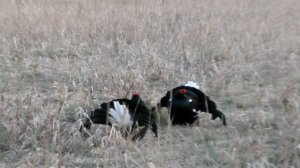 Охота на тетерева | Весенний ток 2022