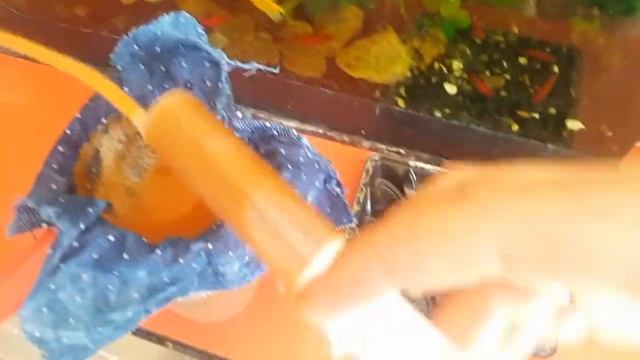 Как сцеживать рачка артемии? Кормление малька и заморозка.. смотреть онлайн