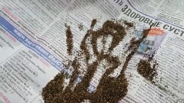 ЛЬВИНЫЙ ЗЕВ выращивание из семян. львиный зев посев семенами.посев семенами.mp4 смотреть онлайн