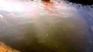 Искусственный пруд с ручьём и декоративным водопадом
