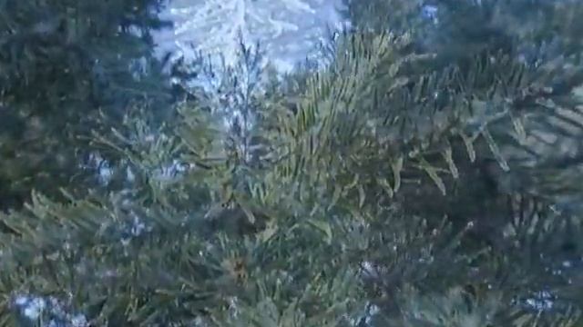 6 соток "Дугласія" смотреть онлайн