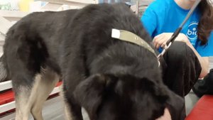 "ЮНА-ФЕСТ", выставка-пристройство животных 26.03.2023? #ИмНуженДом #Юна #ЮнаФест #Москва