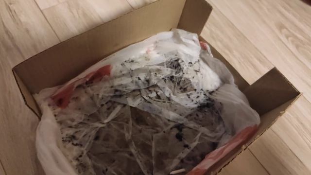 Скручивание листьев у рассады перцев. Часть 2. смотреть онлайн