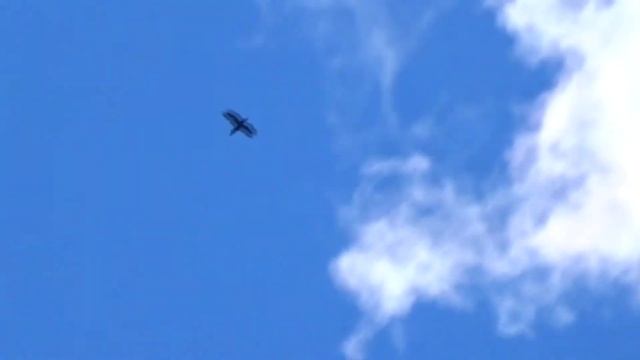 Коршун и Ворон летают вместе смотреть онлайн