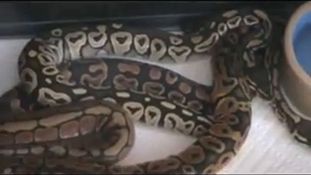 08' Ball Python Morph Collection