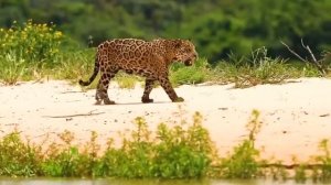 Звуки диких животных  Африки | Бегемот Ягуар Шимпанзе Жираф