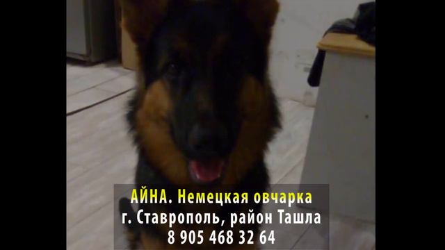 Пропала собака! АЙНА. Немецкая овчарка. г. Ставрополь, район Ташла