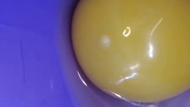 2 способа проверки яиц на оплод. смотреть онлайн