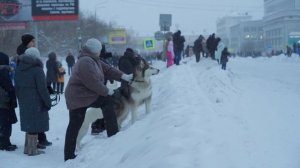 Воркута. День города. Гонки на оленьих упряжках.