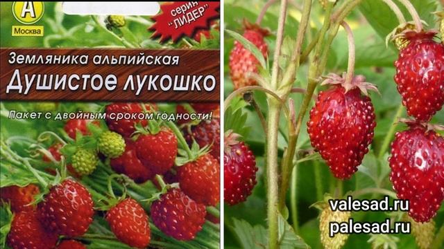 ВКУСНАЯ И АРОМАТНАЯ ЗЕМЛЯНИКА ВСЕ ЛЕТО! Топ-5 лучших сортов земляники, которые завалят ягодами!