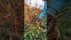 Стрижка (обрезка) взрослого куста жимолости