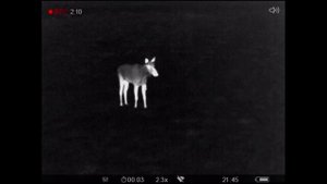 Ваба лося, разбор вокализации самца часть 1