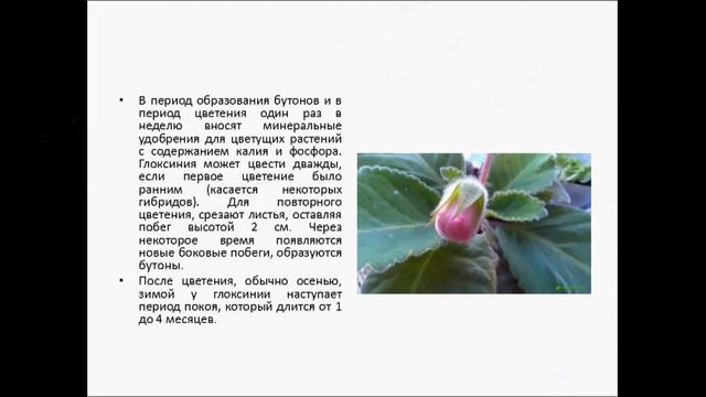 ГЛОКСИНИЯ СИННИНГИЯ смотреть онлайн