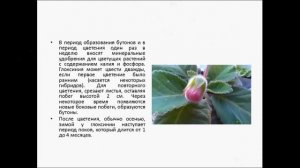 ГЛОКСИНИЯ СИННИНГИЯ