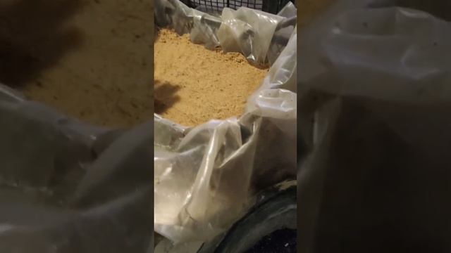 Економне розмноження рослин насінням смотреть онлайн