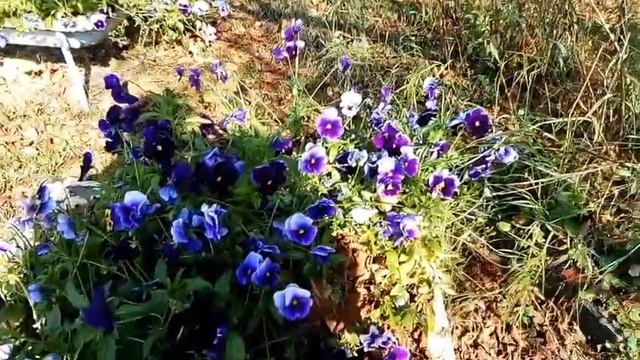 Осенняя Дорога Нерюнгри Алдан Копаю Морковь Дача смотреть онлайн