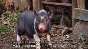 Вьетнамские поросята — вес по месяцам