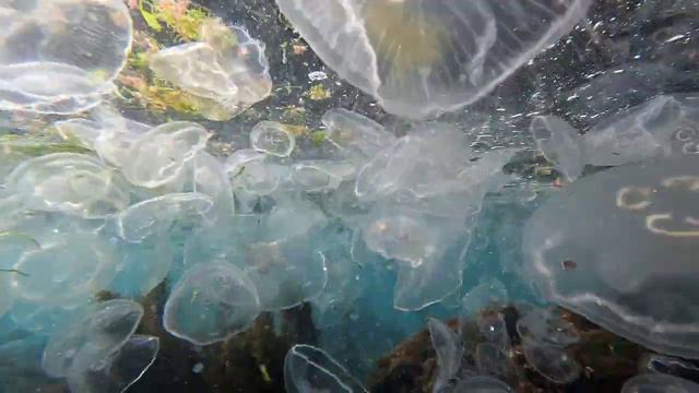 Крым. Севастополь. Феерия медуз Черного моря