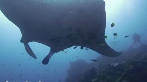 Скаты манта и морские черепахи