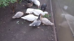 Индоутки Голубого окраса