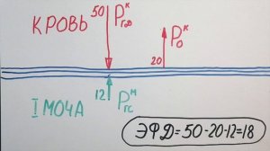 Лекция 16. Физиология почек