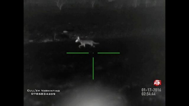 Jackal killshot compilation with Atn mars hd 640 Thermal смотреть онлайн