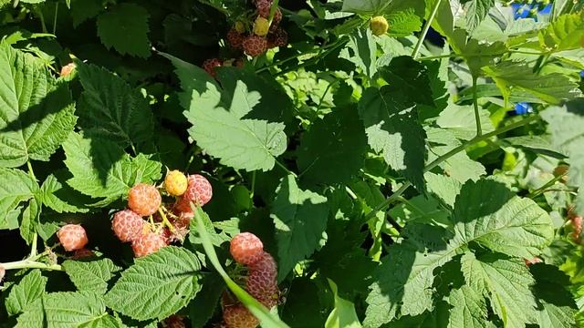 МАЛИНА Желтый Кумберленд. Желтая черная малина )) смотреть онлайн