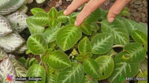 Episcia കൊണ്ടൊരു പൂക്കളം ,എങ്ങനെ പരിപാലിച്ചാൽ ഏറ്റവും ഭംഗിയിൽ നിലനിർത്താം?