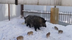 Фантик переезжает.