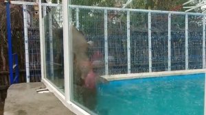 МОРСКОЙ ЛЕВ РЫЧИТ КАК НАСТОЯЩИЙ ЛЕВ