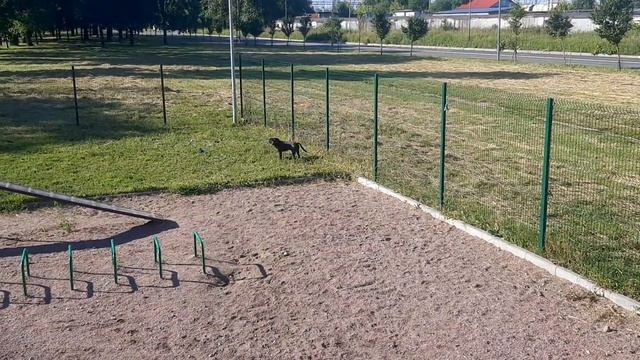 Перелом Шейки Бедра Жил Был Пес Горка Музей Пса НИИ Скорой Помощи Джанелидзе смотреть онлайн