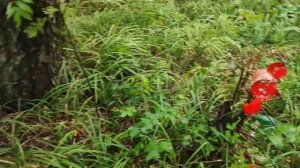 Леший 2 и коллиматор ВОМЗ Pilad _P1x42 dot_ (weaver) 2 MOA. leshiy 2.