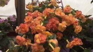 Ахименeс сорт Peach Orchard